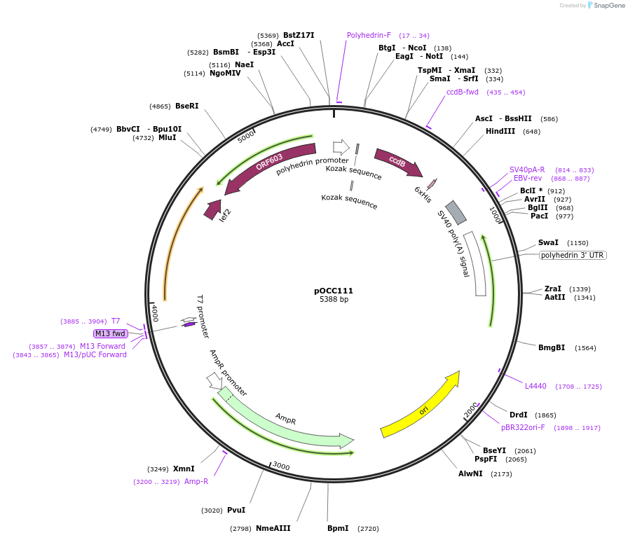 118906-plasmid-map-sequence-id-232320
