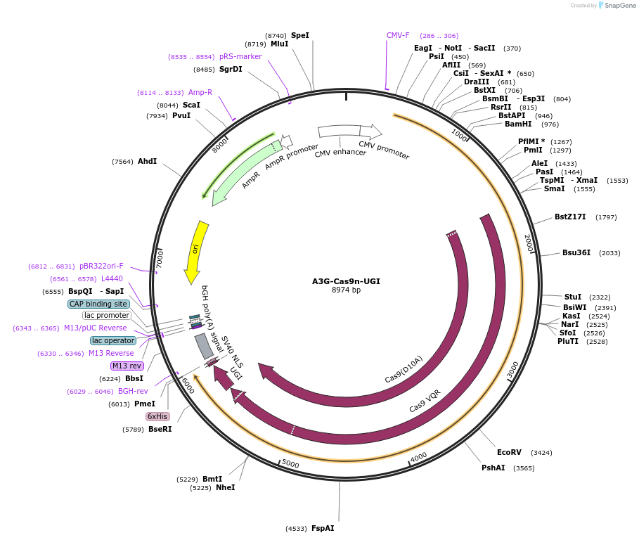 119139-plasmid-map-sequence-id-232321