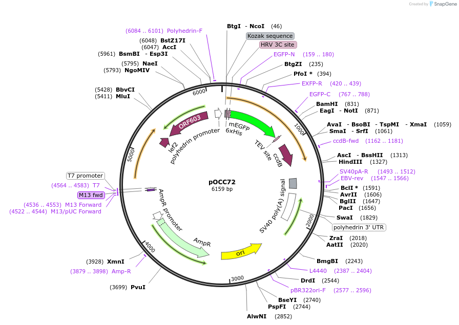 118866-plasmid-map-sequence-id-232323