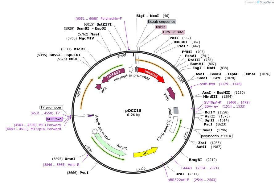 118868-plasmid-map-sequence-id-232324