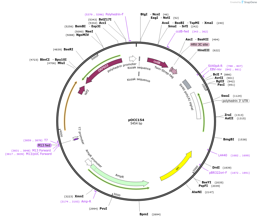 118902-plasmid-map-sequence-id-232325