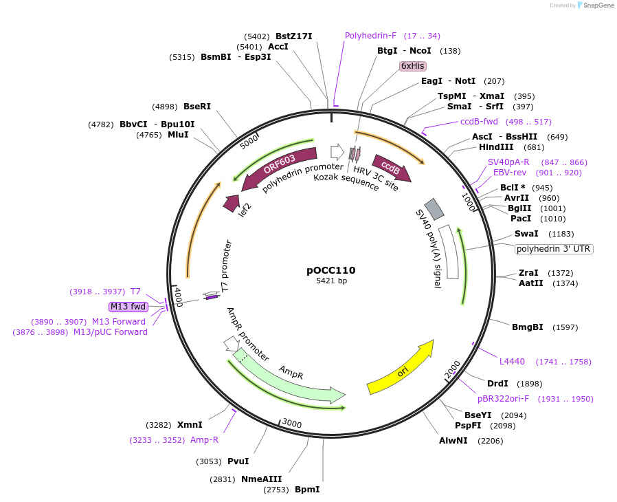 118905-plasmid-map-sequence-id-232327