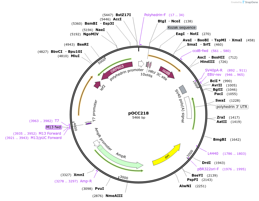118907-plasmid-map-sequence-id-232329