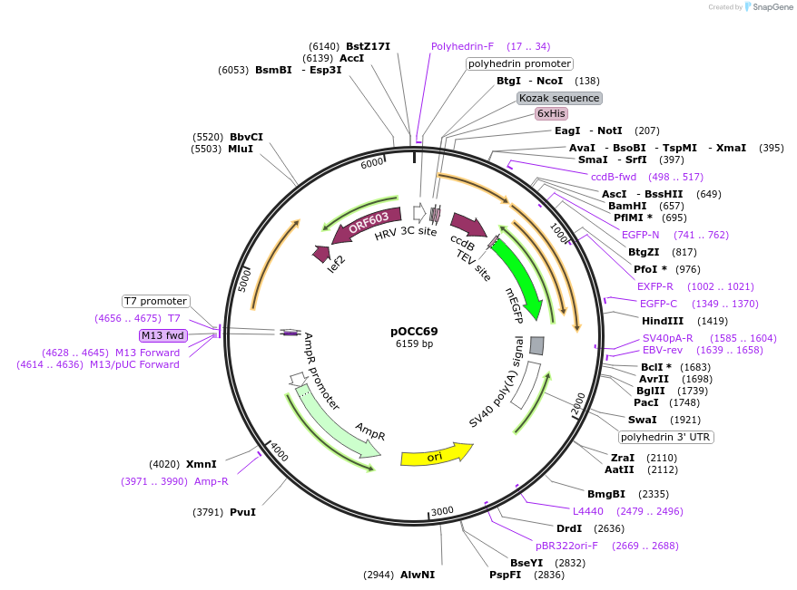 118874-plasmid-map-sequence-id-232330