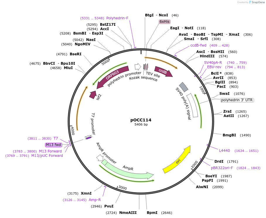 118904-plasmid-map-sequence-id-232331