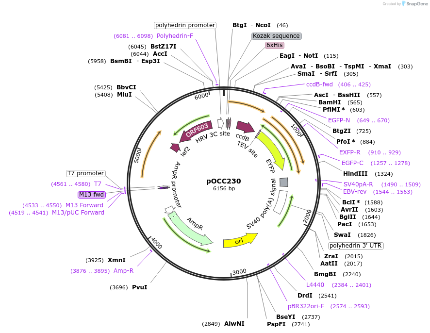 118871-plasmid-map-sequence-id-232332