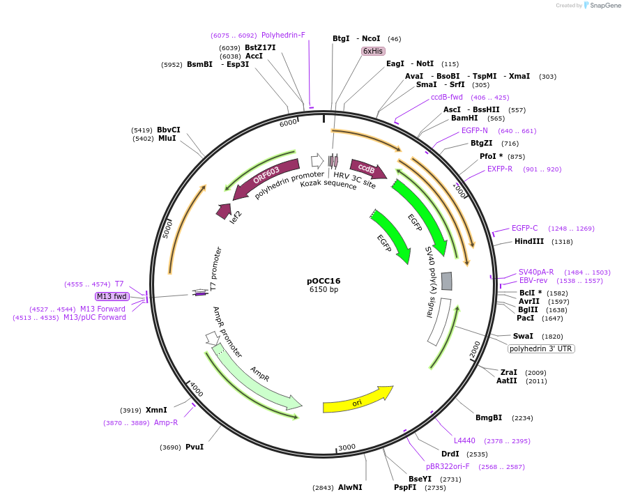 118870-plasmid-map-sequence-id-232333