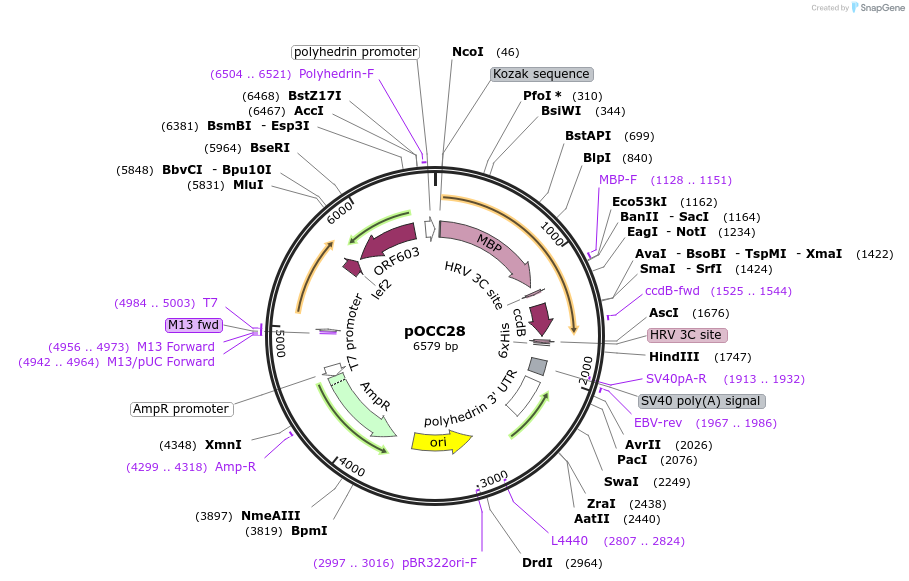 118873-plasmid-map-sequence-id-232344