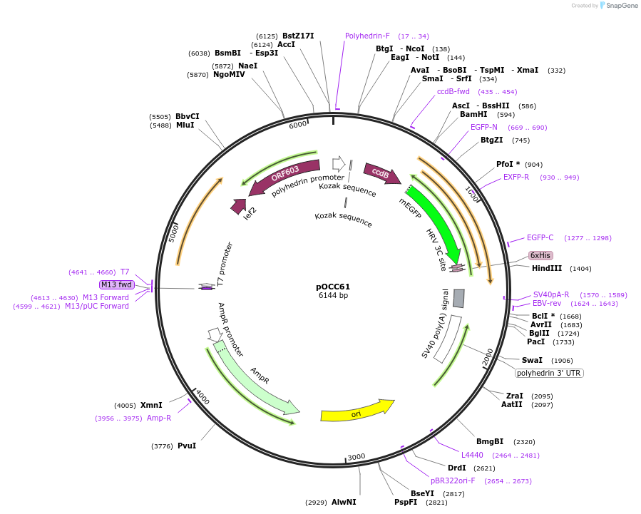 118877-plasmid-map-sequence-id-232346