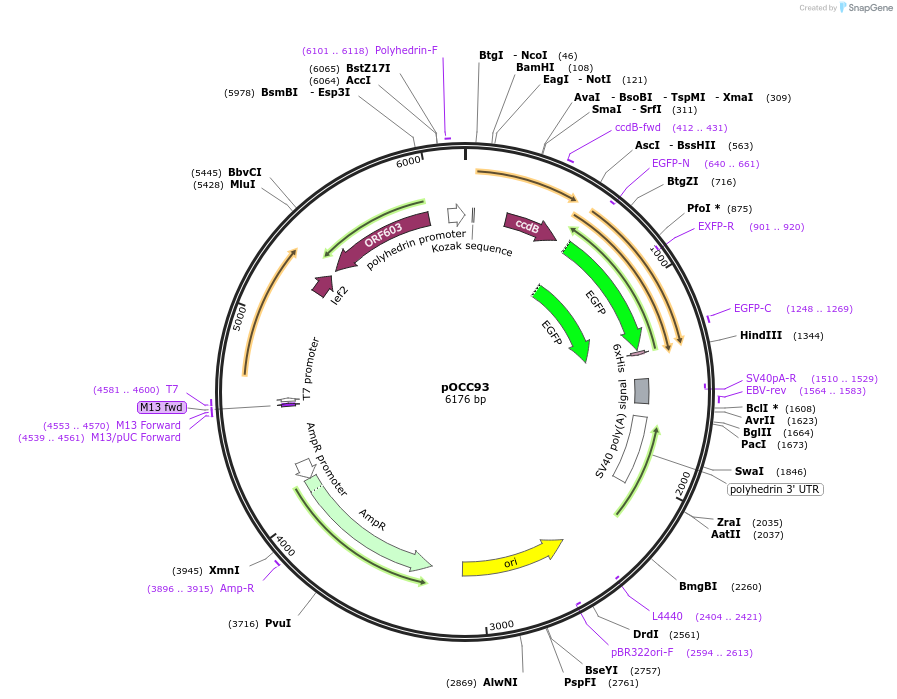 118911-plasmid-map-sequence-id-232347