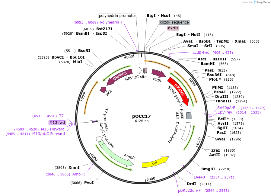 118875-plasmid-map-sequence-id-232352