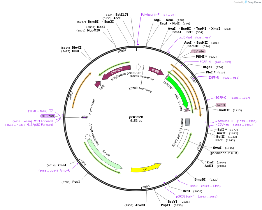 118878-plasmid-map-sequence-id-232355