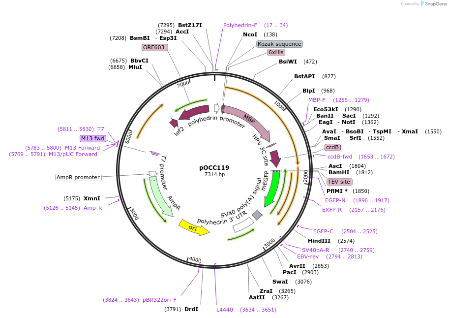 118884-plasmid-map-sequence-id-232361