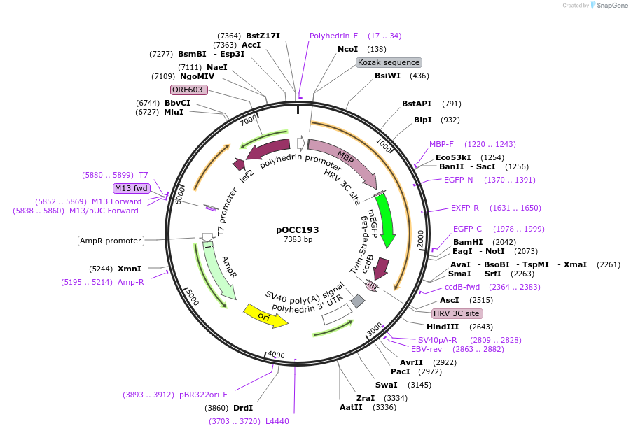 118903-plasmid-map-sequence-id-232363