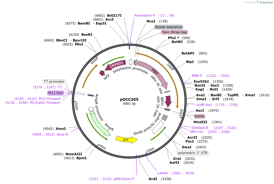 118898-plasmid-map-sequence-id-232364