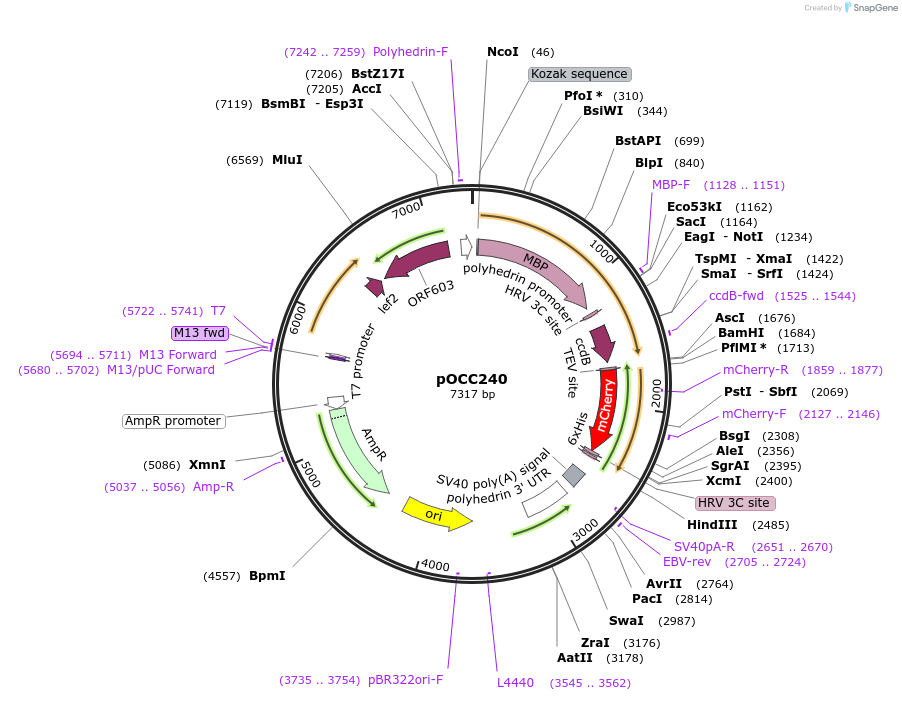 118895-plasmid-map-sequence-id-232366