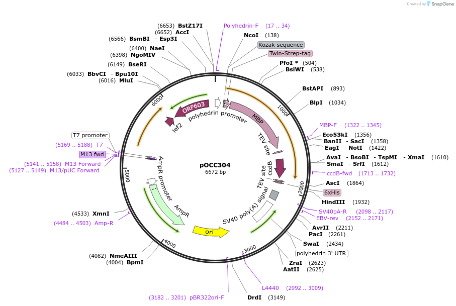 118897-plasmid-map-sequence-id-232369