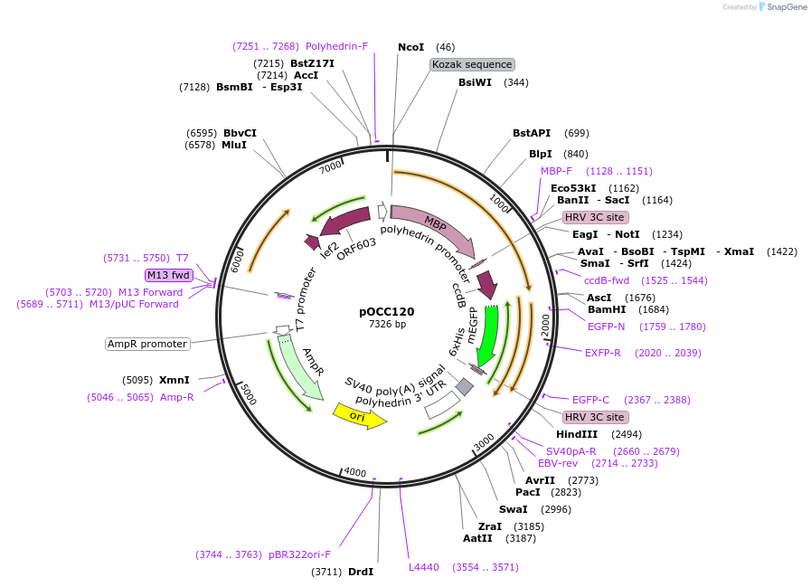 118892-plasmid-map-sequence-id-232375