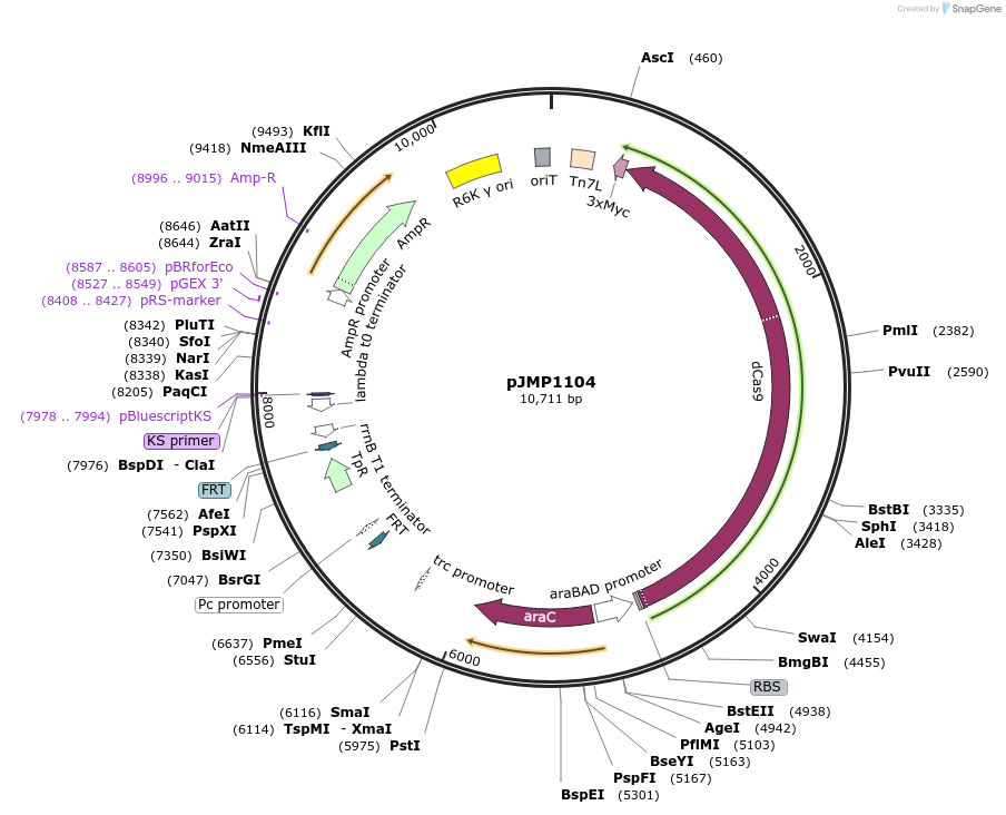 119248-plasmid-map-sequence-id-232376