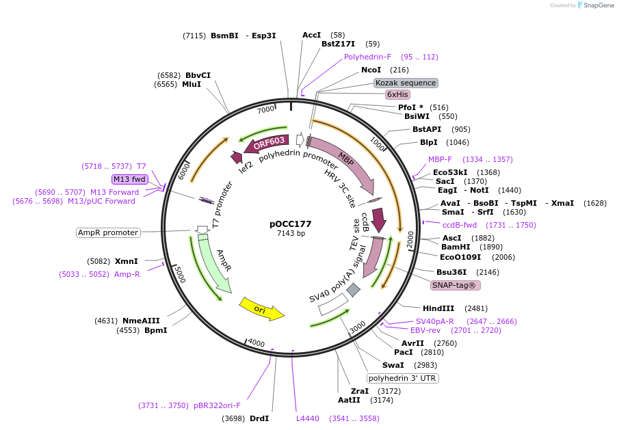 118886-plasmid-map-sequence-id-232379