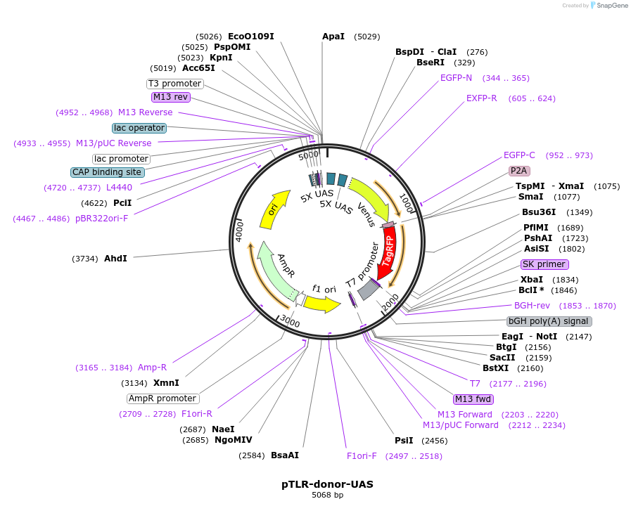 119001-plasmid-map-sequence-id-232410