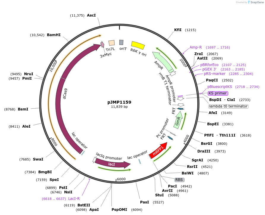 119250-plasmid-map-sequence-id-232414