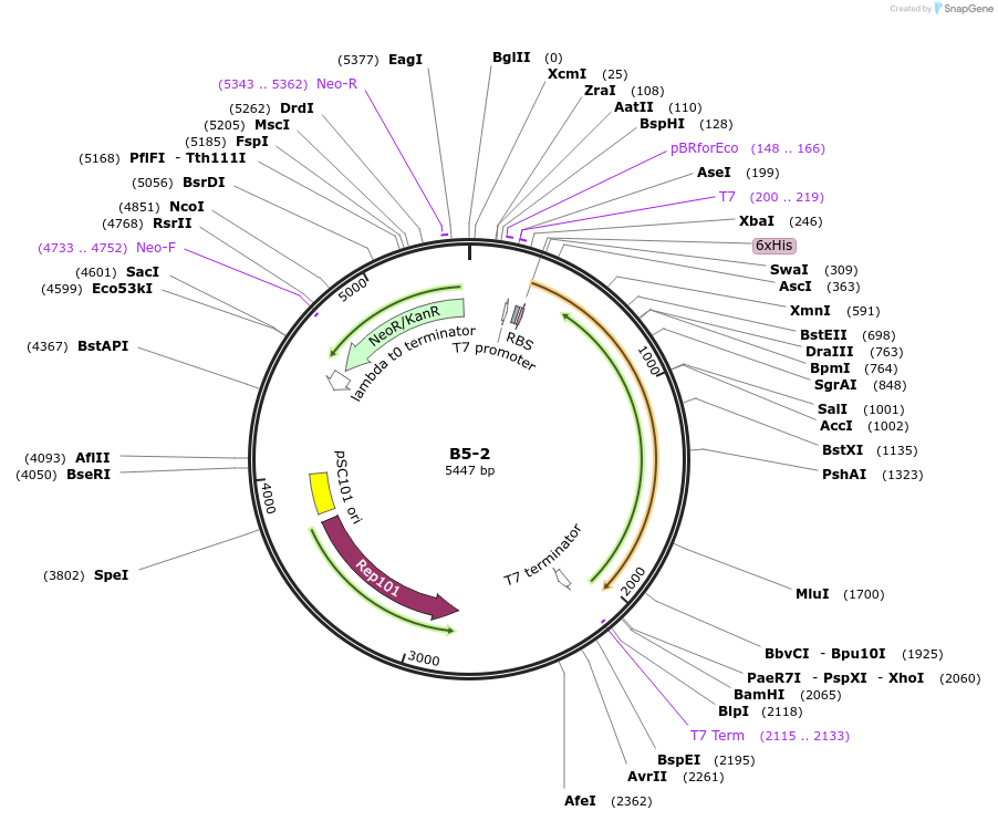 111481-plasmid-map-sequence-id-232418