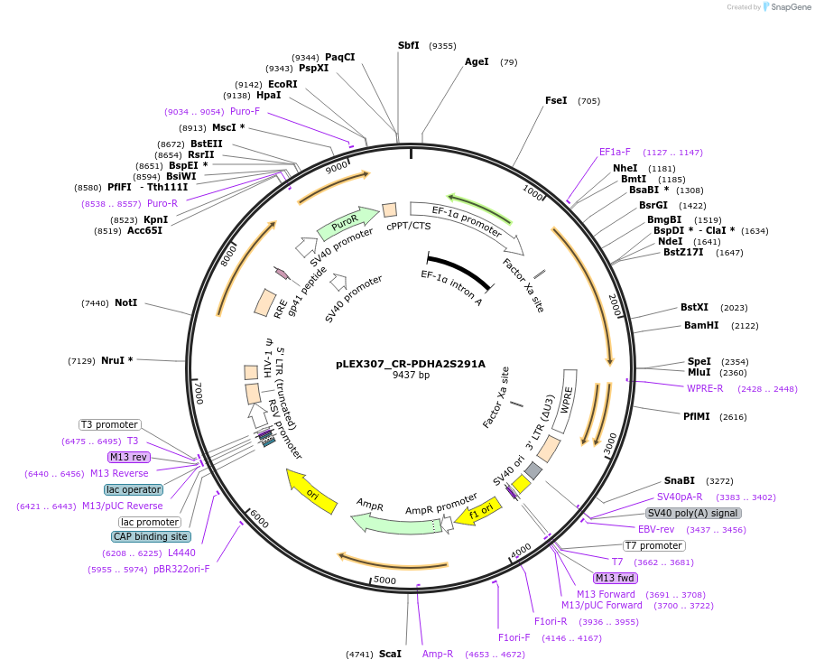 115203-plasmid-map-sequence-id-232429