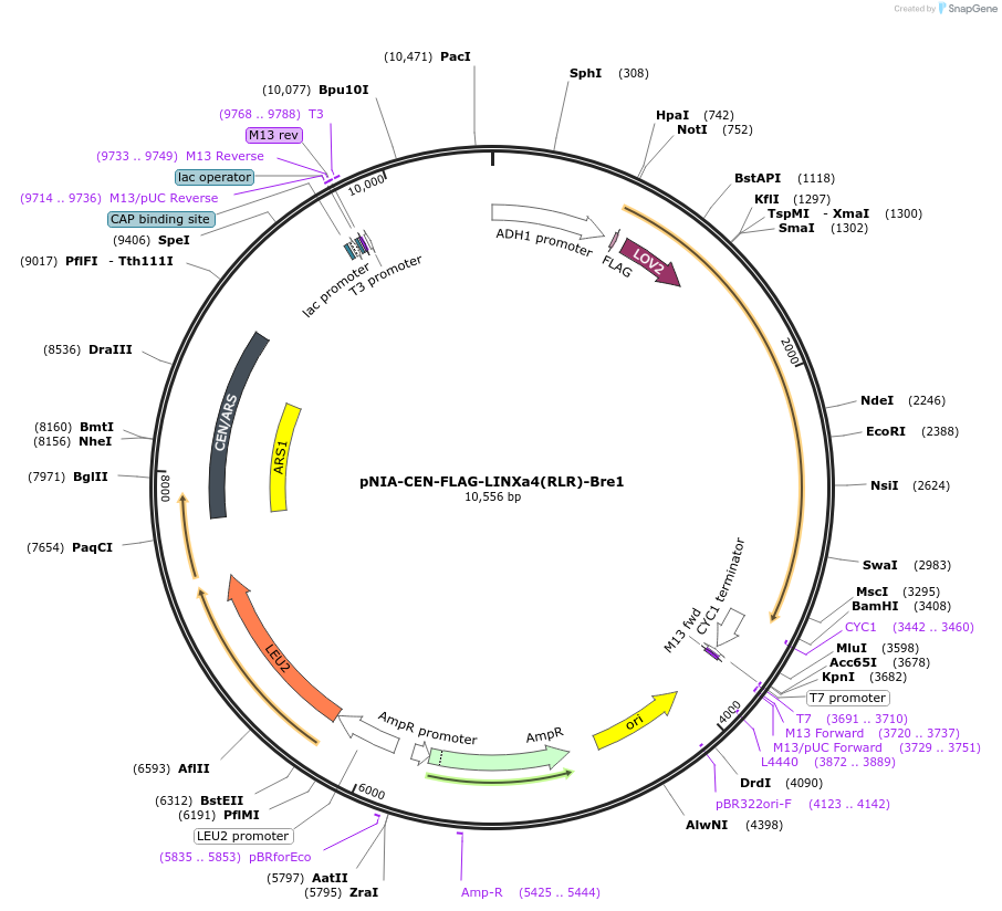 116884-plasmid-map-sequence-id-232449