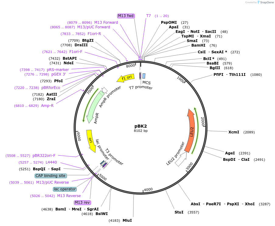 1214-plasmid-map-sequence-id-232455