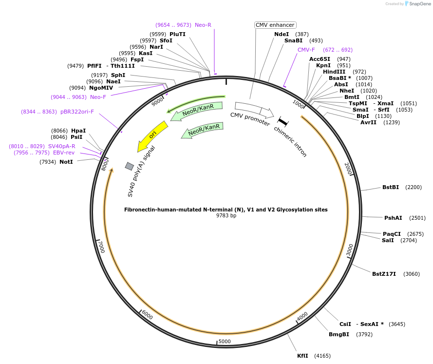 120407-plasmid-map-sequence-id-232461