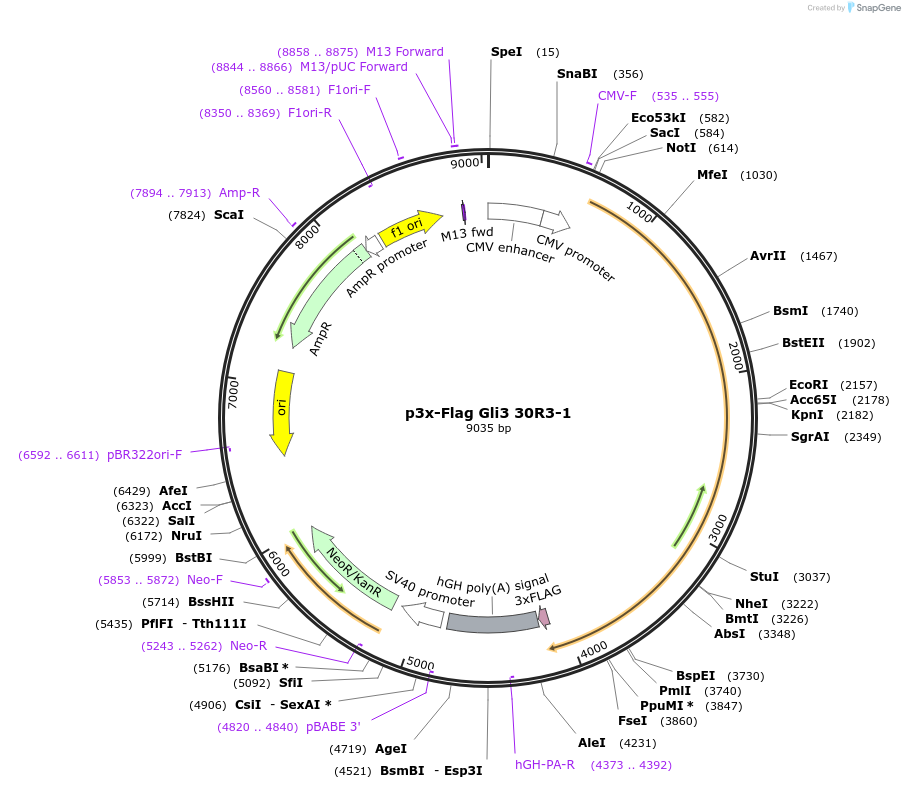 120304-plasmid-map-sequence-id-232462