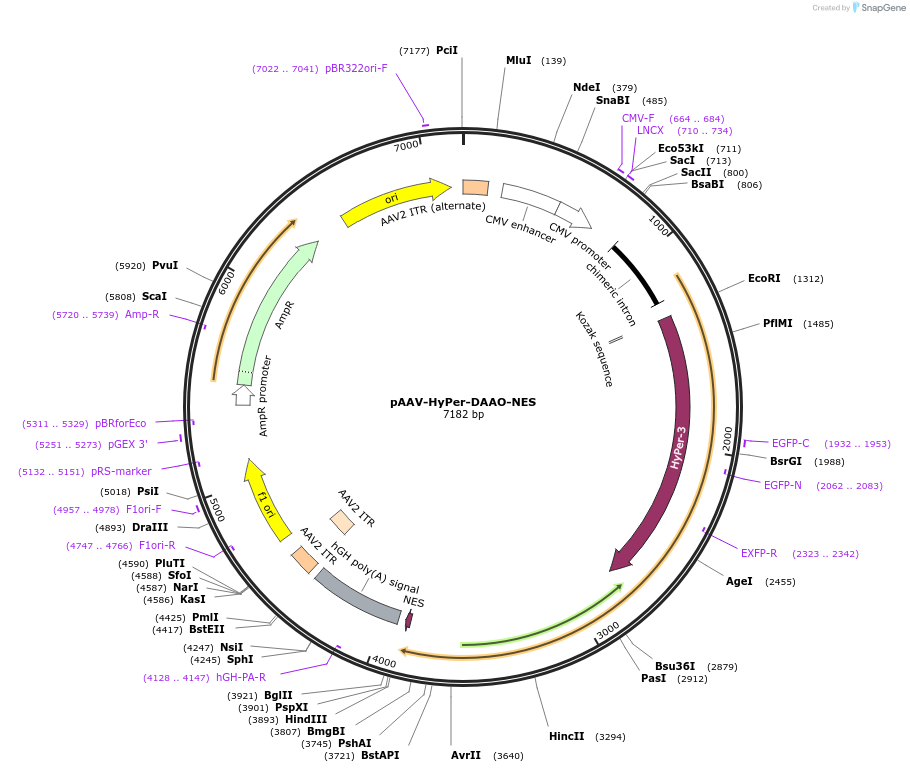 119164-plasmid-map-sequence-id-232464