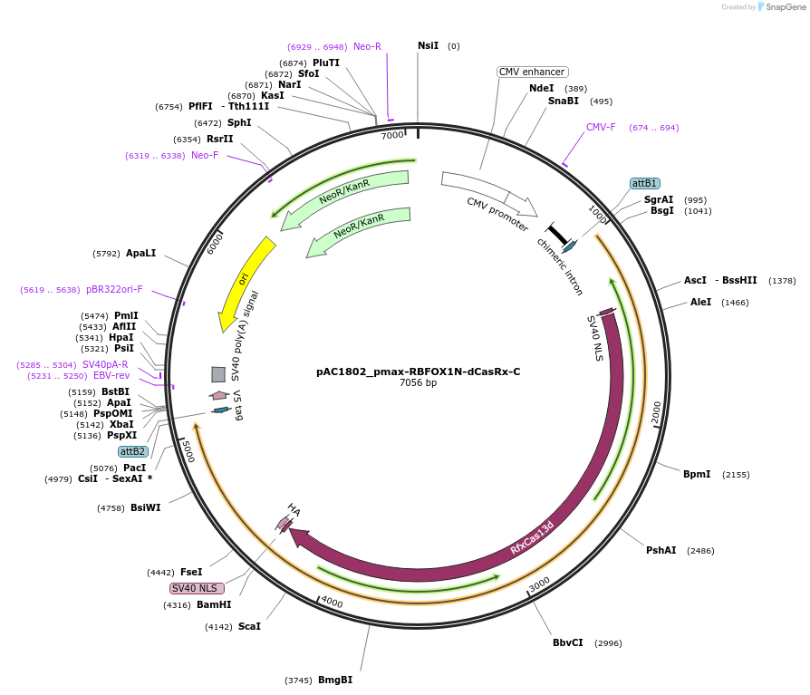 118635-plasmid-map-sequence-id-232472