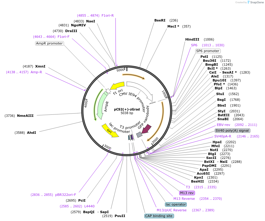 119716-plasmid-map-sequence-id-232473