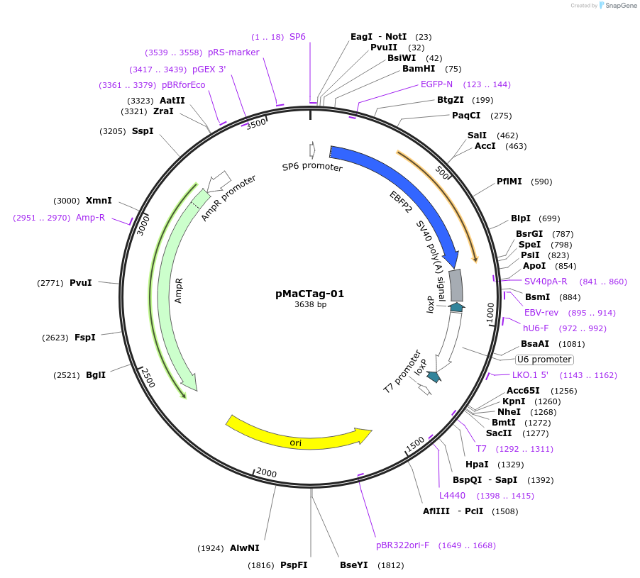 119980-plasmid-map-sequence-id-232479