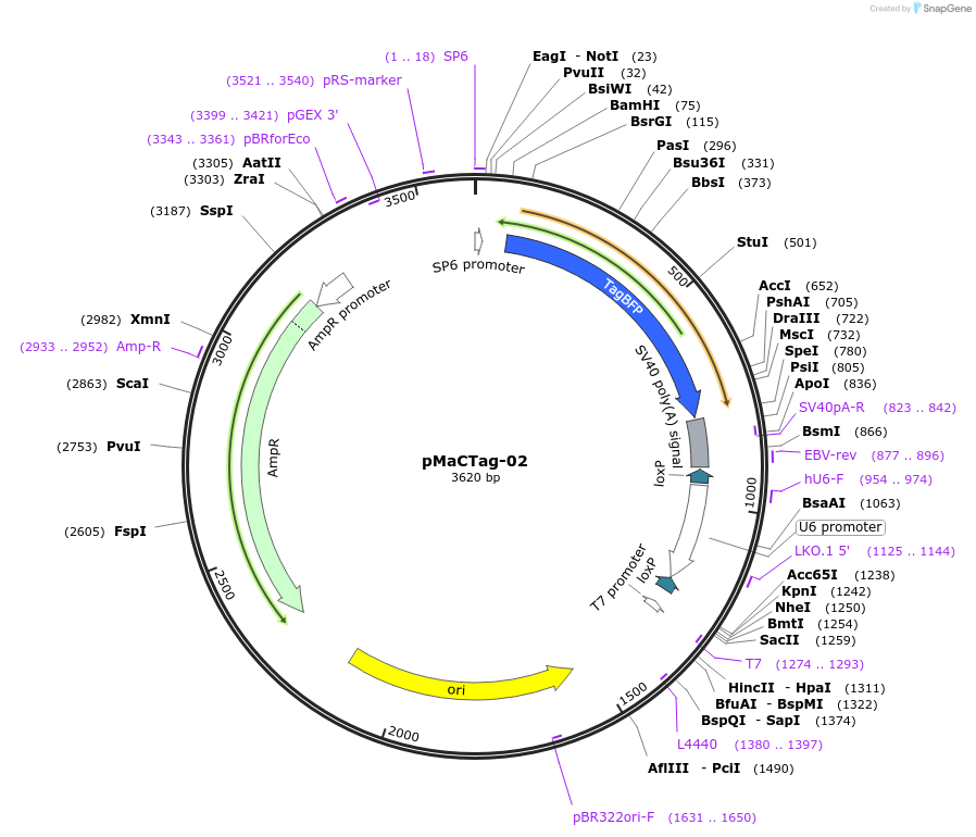 119981-plasmid-map-sequence-id-232486
