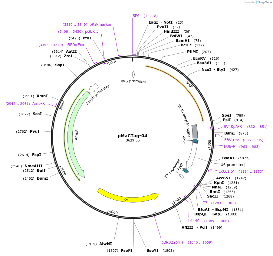 119983-plasmid-map-sequence-id-232500