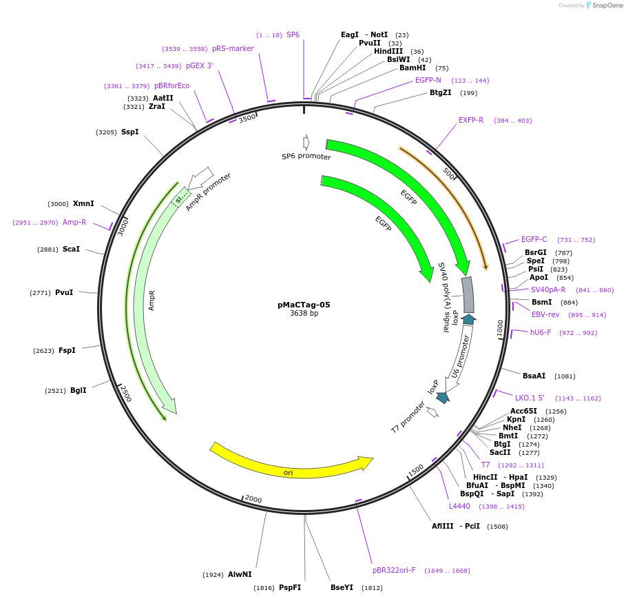 119984-plasmid-map-sequence-id-232501