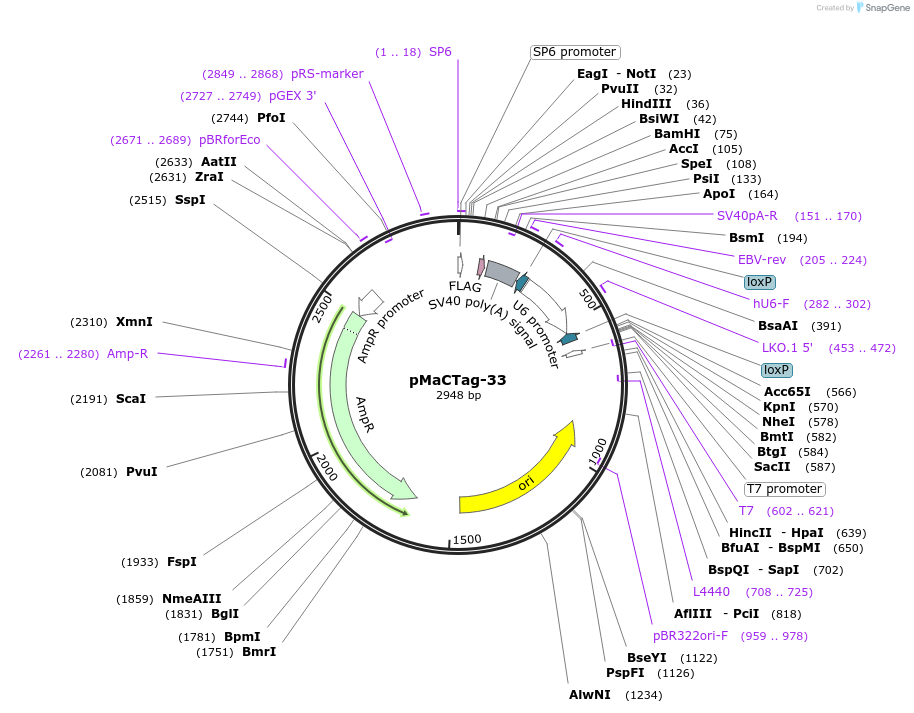 119986-plasmid-map-sequence-id-232503