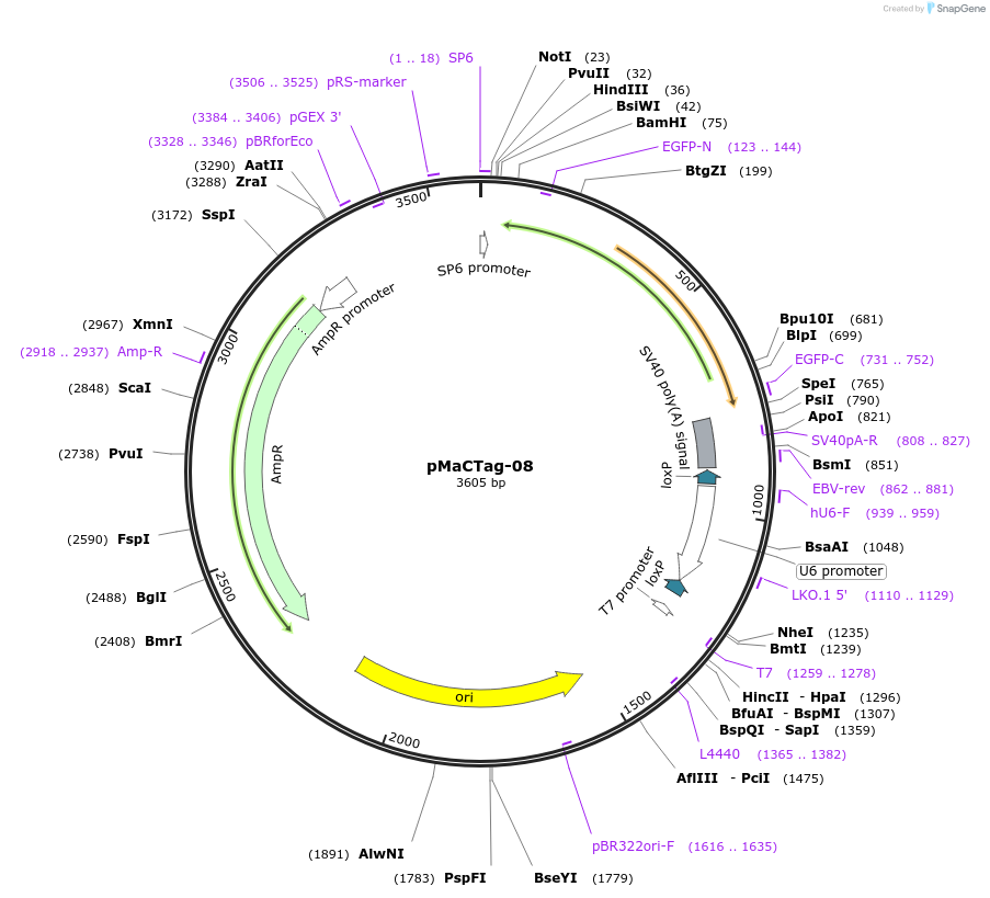 119987-plasmid-map-sequence-id-232504
