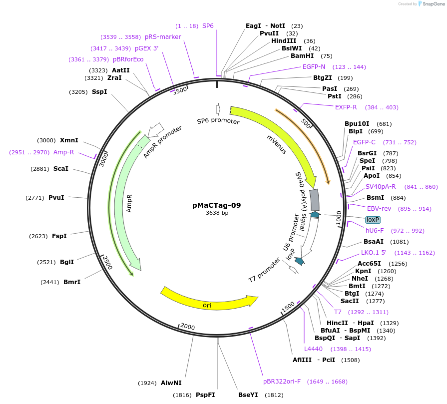 119988-plasmid-map-sequence-id-232505