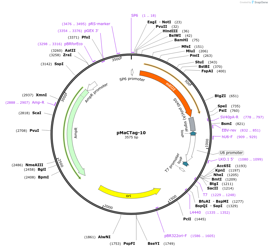 119989-plasmid-map-sequence-id-232506