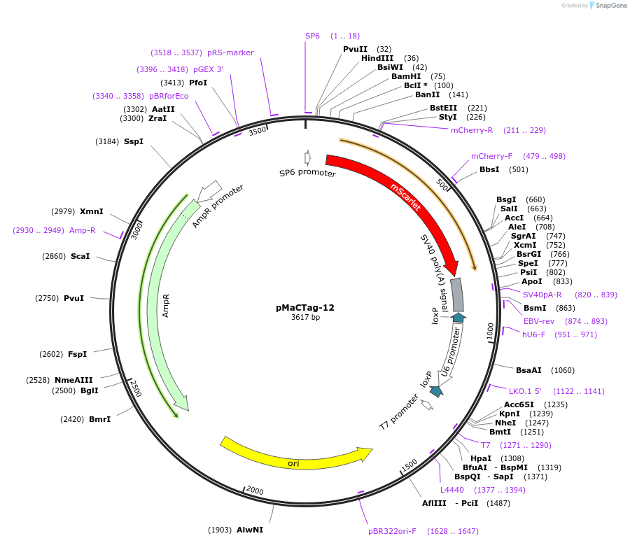 119991-plasmid-map-sequence-id-232509