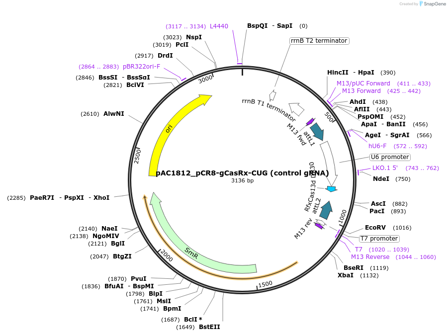 118645-plasmid-map-sequence-id-232510