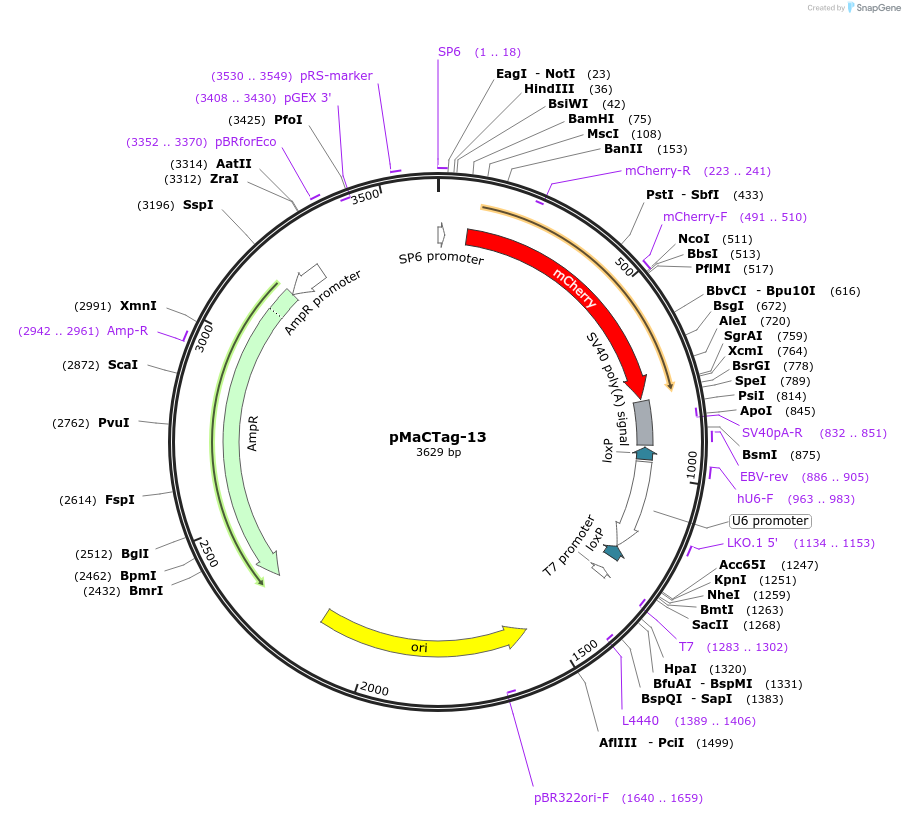 119992-plasmid-map-sequence-id-232512