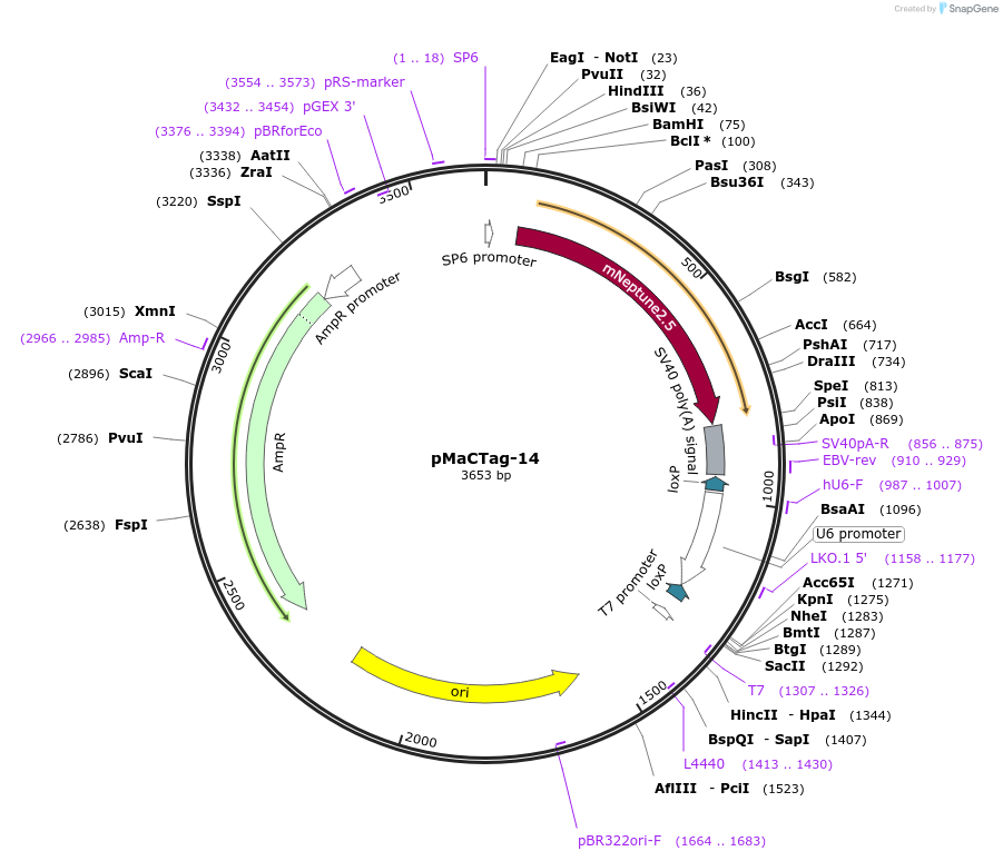 119993-plasmid-map-sequence-id-232513