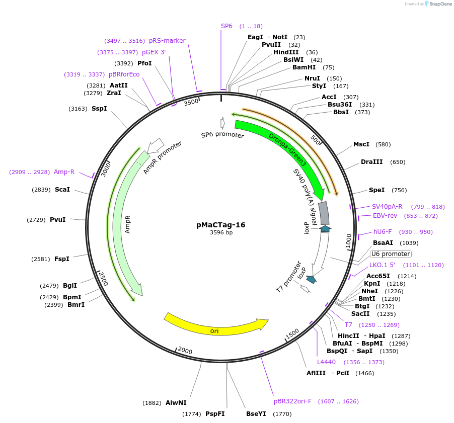 119995-plasmid-map-sequence-id-232517