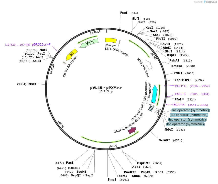 116011-plasmid-map-sequence-id-232541