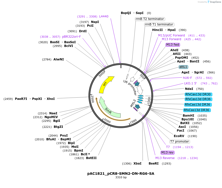 118655-plasmid-map-sequence-id-232550